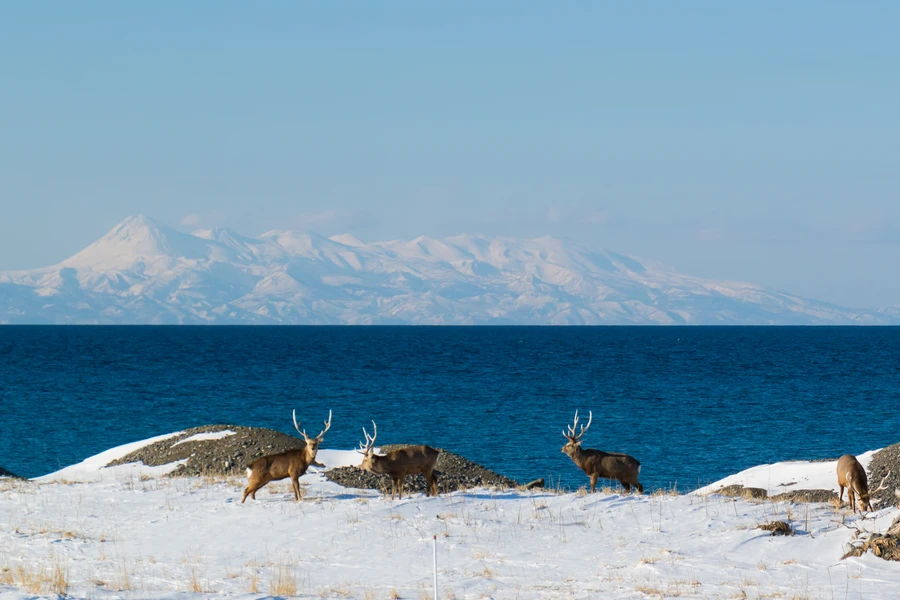 Yezo deer roaming the Notsuke Peninsula in winter, near Shibetsu, Hokkaido.
