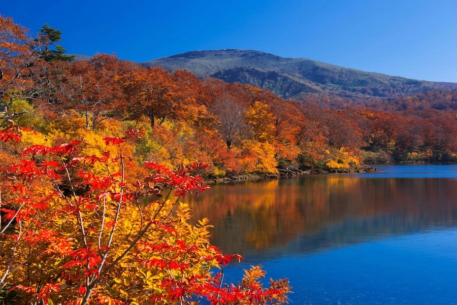 Trees line the coast of a lake with a mountain in the background.