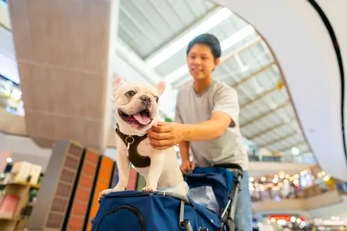A man pushes luggage with a happy dog standing on top inside an airport or shopping mall.