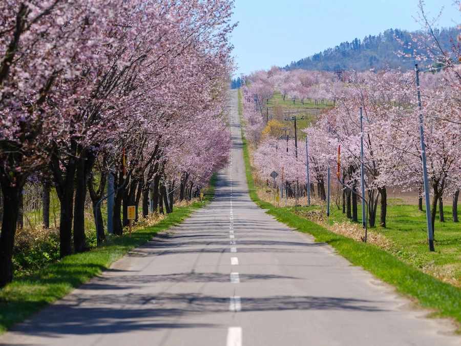 Cherry blossoms lining a street in Nakasatsunai Village, Hokkaido, Japan.