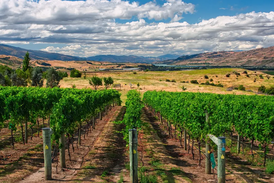 Rows of grapevines at a Central Otago vineyard.