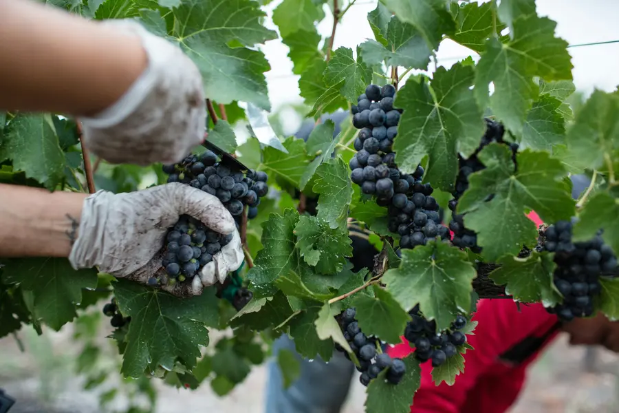 Close-up of gloved hands picking dark grapes from a vine during harvest, with a second worker visible in the background.
