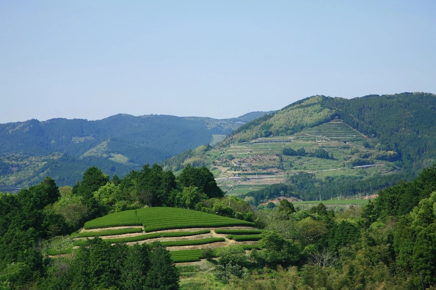 Terraced tea fields surrounded by green hills in Yame, Japan.