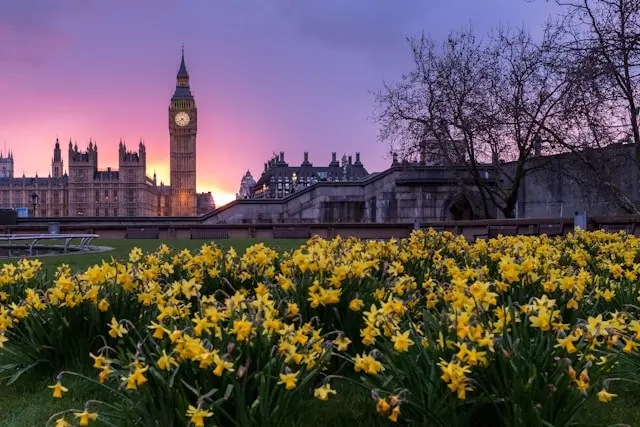 View of Big Ben at sunset with yellow flowers in London, United Kingdom.